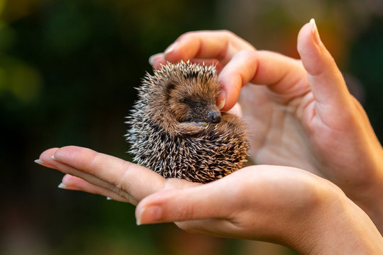 Love nature, little hedgehog staying in a hand
