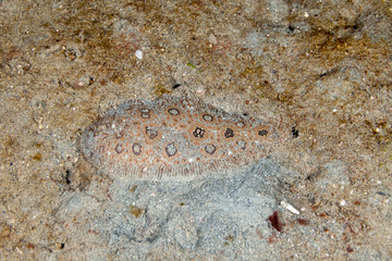camouflaged Flatfish, Flounder