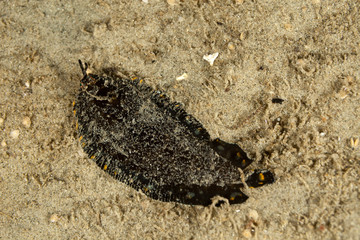 Black Flatfish on sand