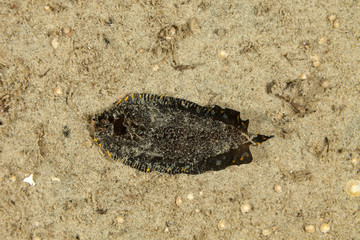 Black Flatfish on sand