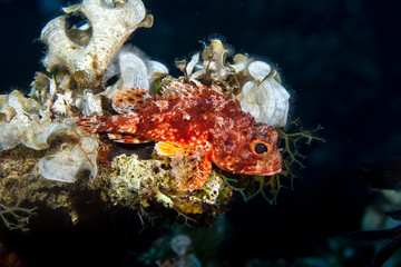Scorpaena notata, porcus Scorpionfish