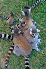 ring tailed lemurs
