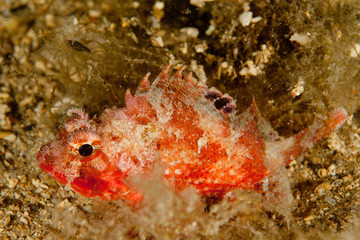 Scorpaena notata, porcus Scorpionfish