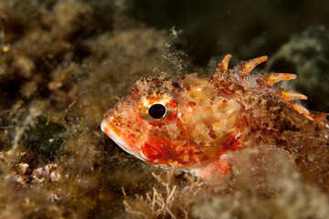Scorpaena notata, porcus Scorpionfish