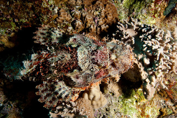 Scorpionfish , Scorpaenidae 