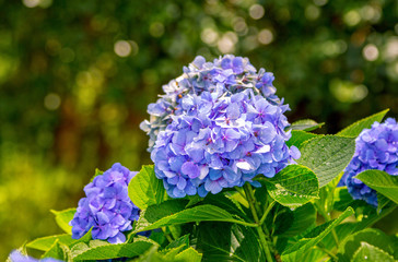 Beautiful blooming hydrangea bush with blue flowers and green leaves with rain drops, growing in a summer garden