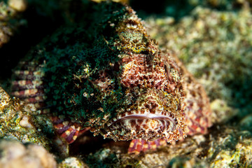 Scorpionfish , Scorpaenidae 