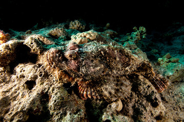 Scorpionfish , Scorpaenidae 