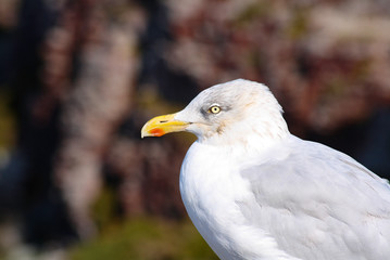 gabbiano