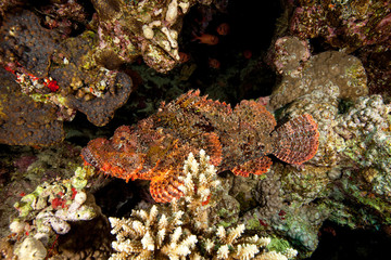 Scorpionfish , Scorpaenidae 