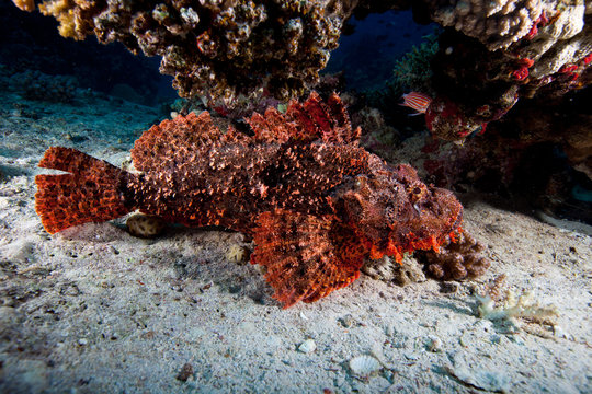 Scorpionfish , Scorpaenidae 