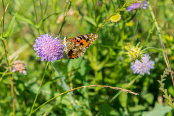 Butterfly on a purple flower on the field. close up