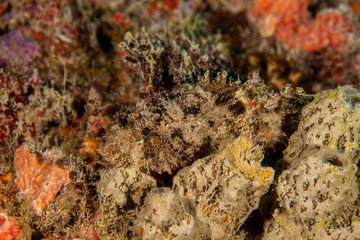 Scorpionfish , Scorpaenidae 