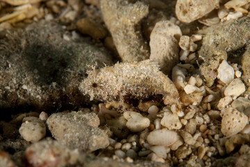 Tiny Juvenile Stonefish, Scorpionfish in the sand
