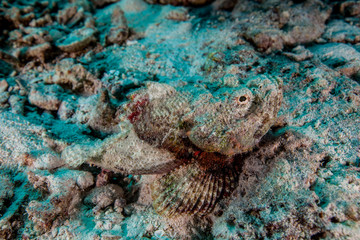Fototapeta na wymiar Scorpaenopsis diabolus, the false stonefish or the devil scorpionfish