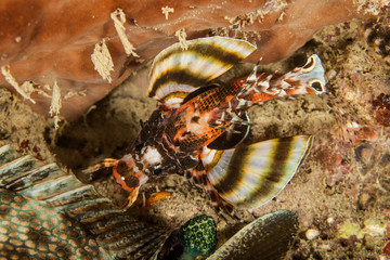 Twin spot Lionfish, Ocellated Lionfish
