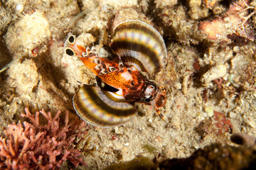Twin spot Lionfish, Ocellated Lionfish