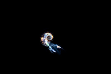 Sea Elephant, Atlanta Heteropod, Atlanta is a genus of pelagic marine gastropod molluscs in the family Atlantidae