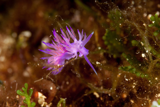 Sea slug Violett Flabellina, Flabellina affinis