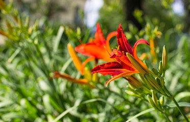 Obraz premium Orange lily flower. Summer flowers. Orange lilies flowers in the garden in summer day. Beautiful summer landscape.Flower background.Flower for postcard beauty decoration and agriculture concept design