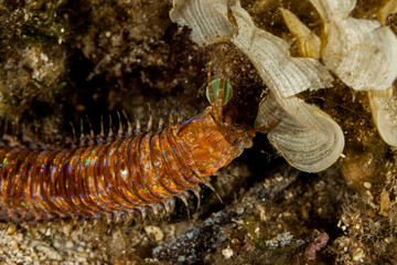 Giant Sea Worm, Eunice aphroditois