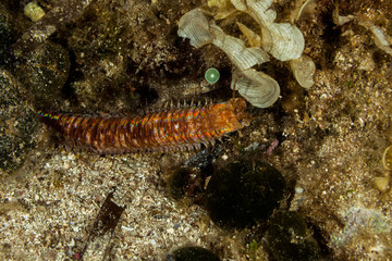 Giant Sea Worm, Eunice aphroditois