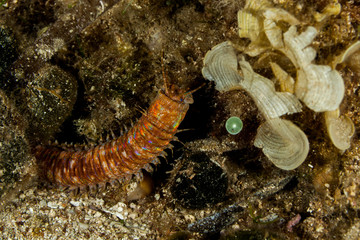 Giant Sea Worm, Eunice aphroditois