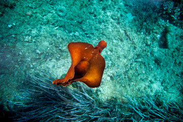 Sea hare © GeraldRobertFischer