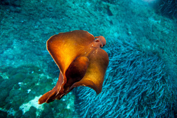 Sea hare © GeraldRobertFischer