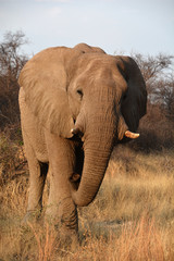 African elephants are elephants of the genus Loxodonta. The genus consists of two extant species:...