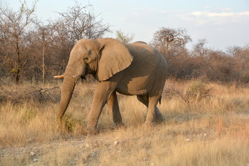 African elephants are elephants of the genus Loxodonta. The genus consists of two extant species:...