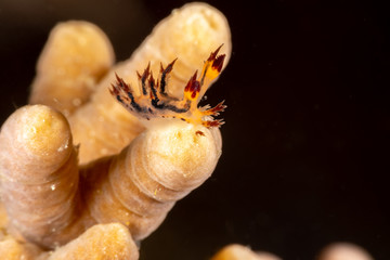 Seaslug, Nudibranch, Dendronotus is a genus of sea slugs, nudibranchs, marine gastropod molluscs in the superfamily Tritonioidea