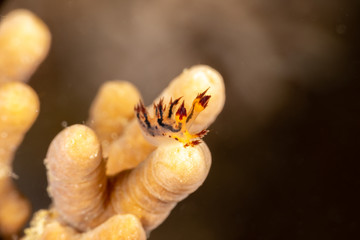 Seaslug, Nudibranch, Dendronotus is a genus of sea slugs, nudibranchs, marine gastropod molluscs in the superfamily Tritonioidea