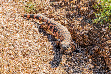 A Gila Monster, one of the few venomous lizards in the world