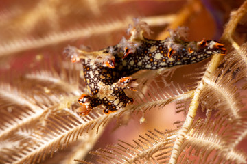 Snakey Bornella, Eel Bornella, Bornella anguilla is a species of sea slug, a nudibranch, a marine gastropod mollusk in the family Bornellidae