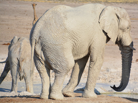 View of an elephant covered in white mud (Etosha National Park) Namibia Africa. Etosha&rsquo;s elephants number about 2500 and occur either in breeding herds numbering up to 50 