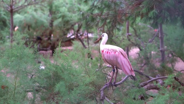 Roseate spoonbill (Platalea ajaja) bird sits on a branch of a conifer tree in sunny weather