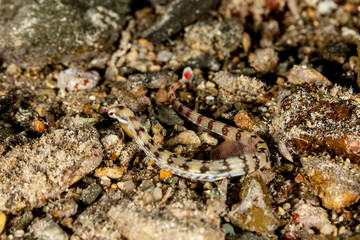 Pipefishes or pipe-fishes (Syngnathinae) are a subfamily of small fishes