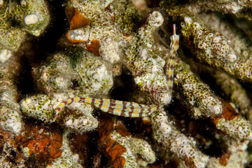 Pipefishes or pipe-fishes (Syngnathinae) are a subfamily of small fishes