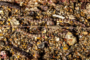 Pipefishes or pipe-fishes (Syngnathinae) are a subfamily of small fishes