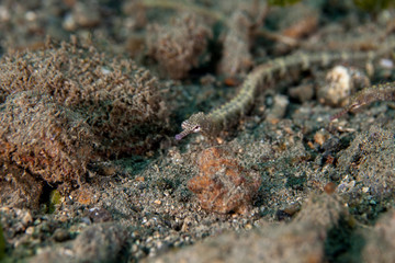 Pipefishes or pipe-fishes (Syngnathinae) are a subfamily of small fishes