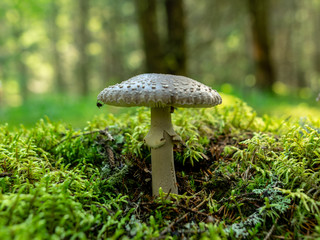 A blurry background version, wild mushrooms in the forest, autumn is the time of mushroom gathering, Latvia