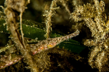 Obraz na płótnie Canvas Pipefishes or pipe-fishes (Syngnathinae) are a subfamily of small fishes