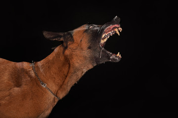 Malinois oder Belgischer Schäferhund bellt aggressiv und zeigt die Zähne, schwarzer Hintergrund
