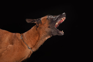 Ein Hund bellt aggressiv und zeigt die Zähne, Malinoi vor schwarzem Hintergrund