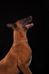 Malinois oder Belgischer Schäferhund seitlich sitzend vor schwarzem Hintergrund, Studiofoto