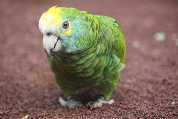 Papagei