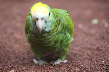 Ara