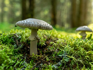 A blurry background version, wild mushrooms in the forest, autumn is the time of mushroom gathering, Latvia