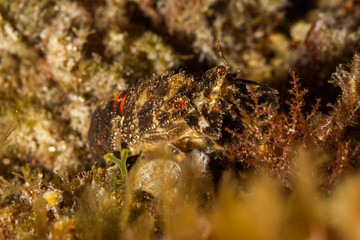 Slipper lobster, small European locust lobster, Scyllarus arctus